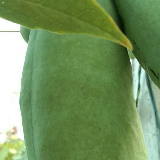 南县 农家肥种植的八月瓜果实漂亮