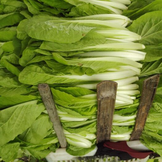 金堂县毛白菜   优质精品小白菜量大从优