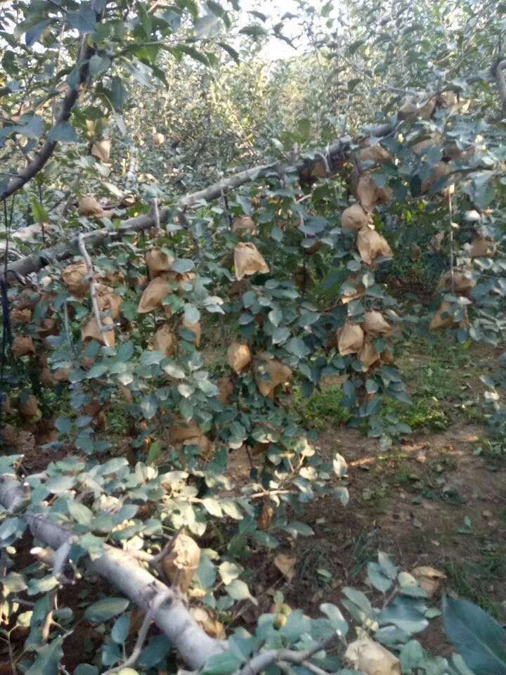 嘎啦苹果 欢迎
