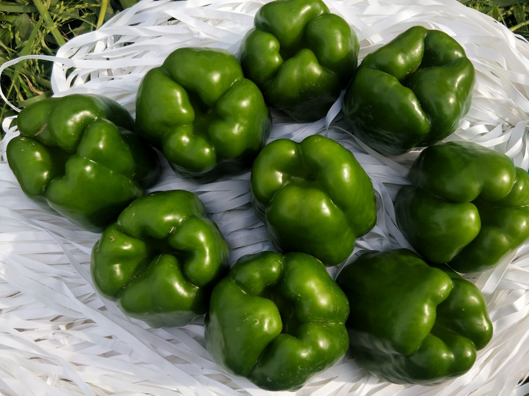 太空椒 混装通货  大量有货  价格可商量