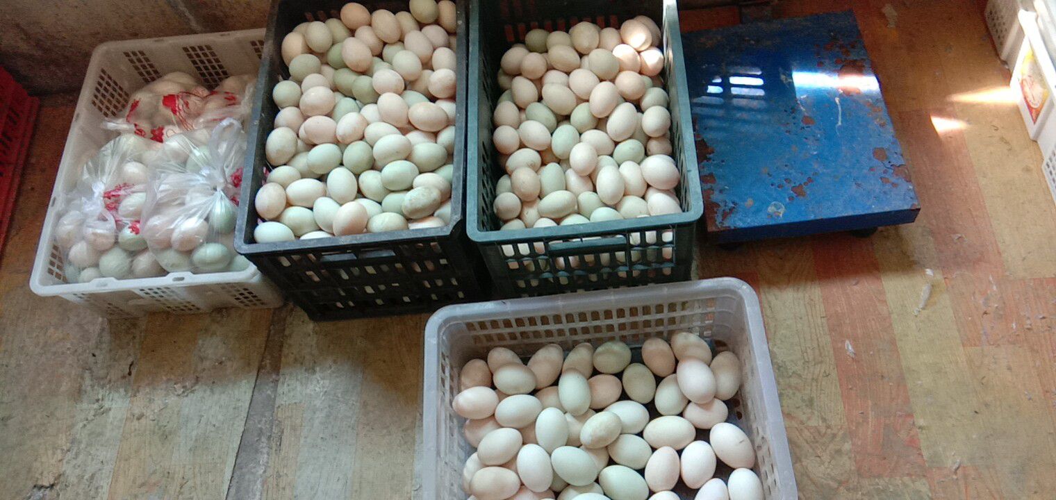 上海土鸭蛋 食用 箱装 