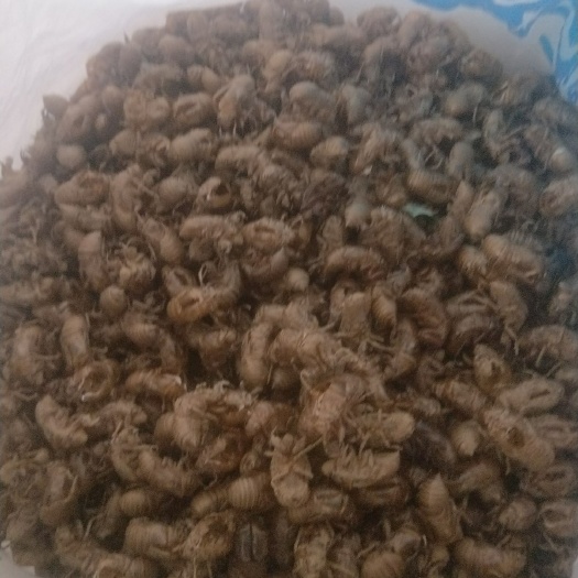 招远市 纯蝉蜕皮
