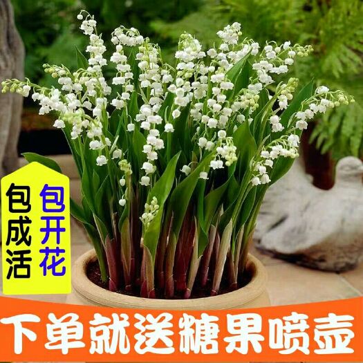 沭阳县 铃兰球根十颗浓香小型花苗种根盆栽阳台室内芳香花卉当年开花铃兰