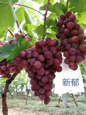兴城市新郁葡萄苗