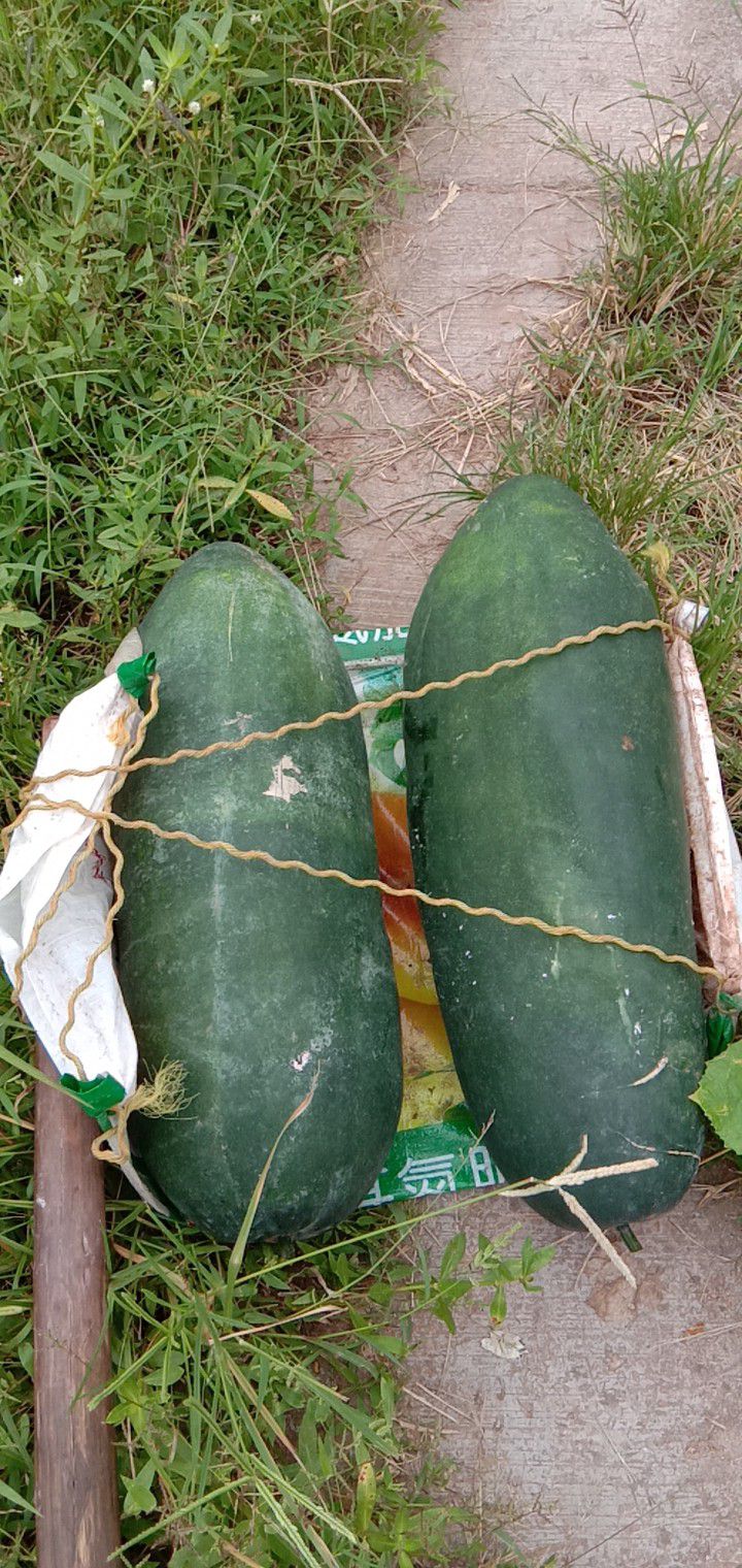 黑优大冬瓜 20~30斤 地冬瓜