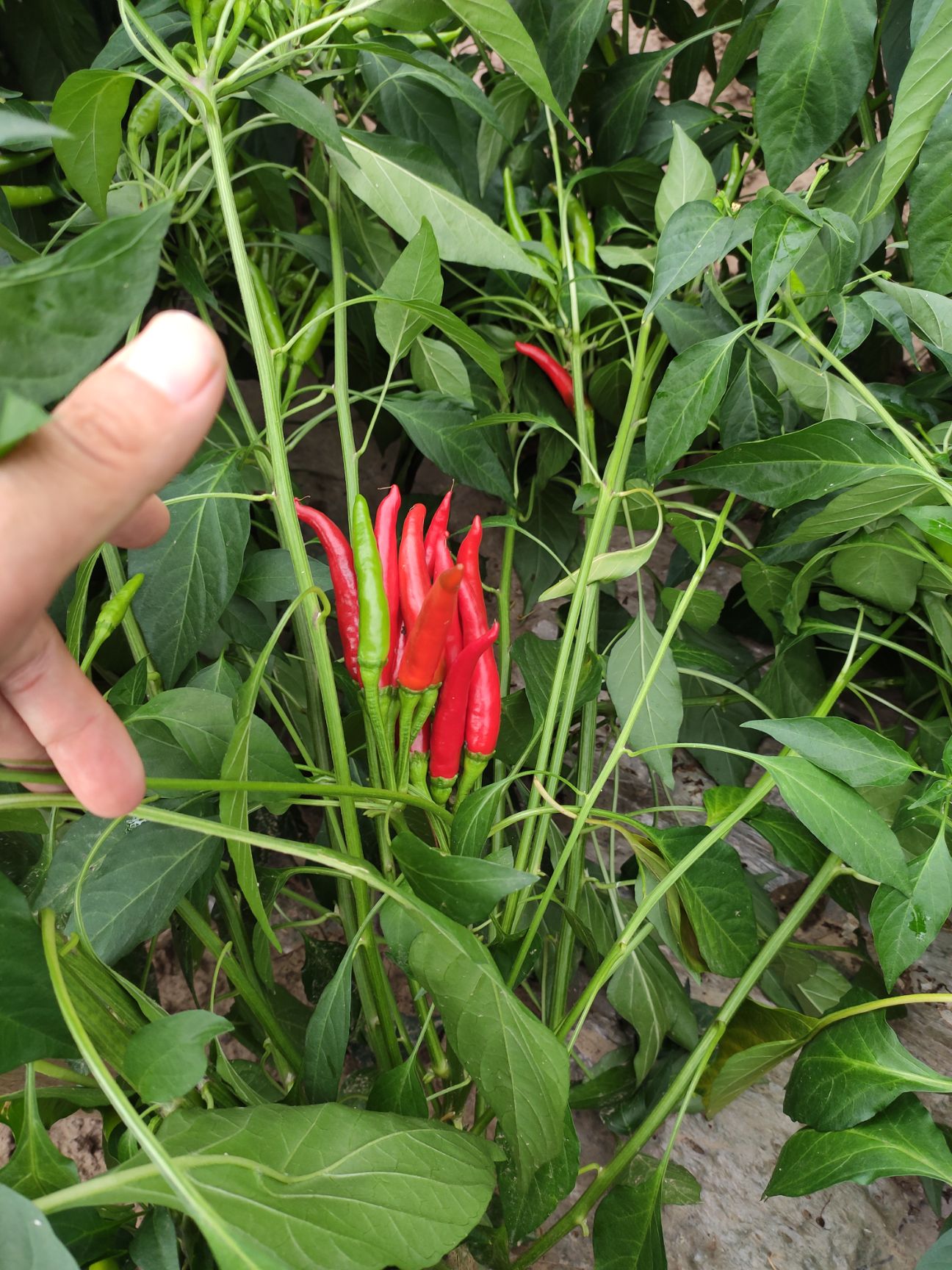 朝天椒特辣小米辣椒基地种植一件代发质量保证包邮