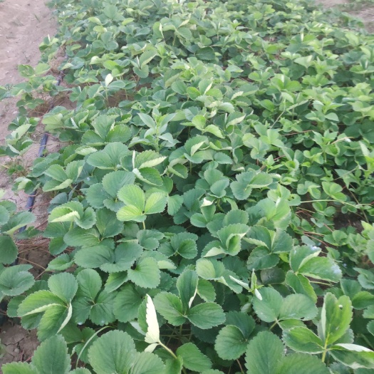 襄樊宁玉草莓苗 10~20公分 地栽苗