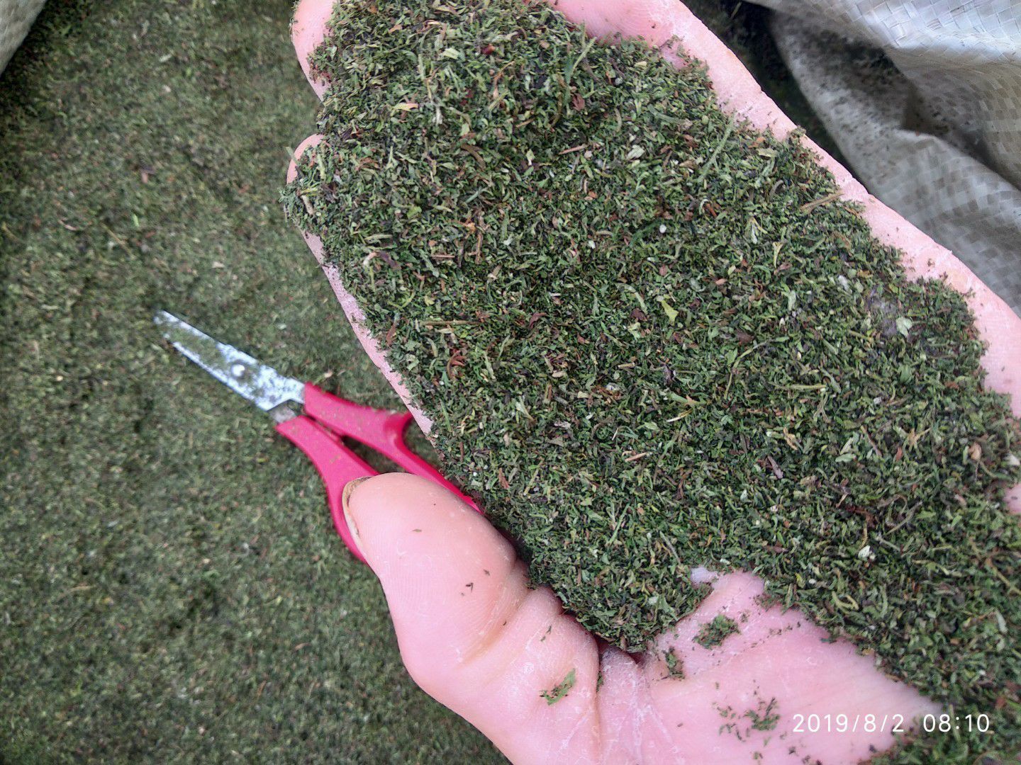 贵州铜仁无硫中药材青蒿纯叶干品色青绿产地直供一手货源