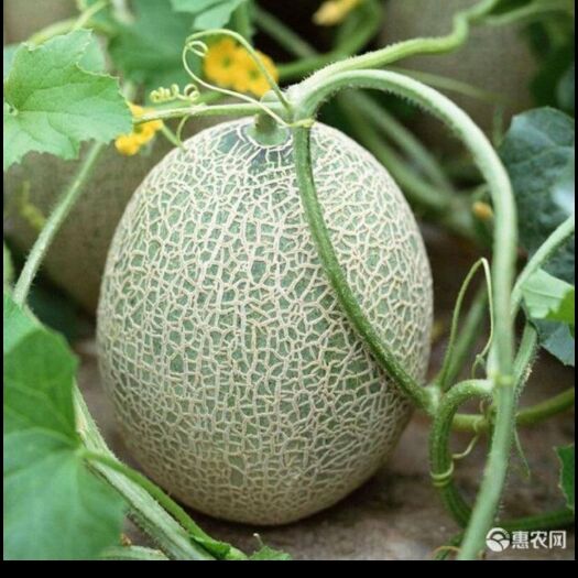 乌前旗西州蜜 口感好，地理位置优势