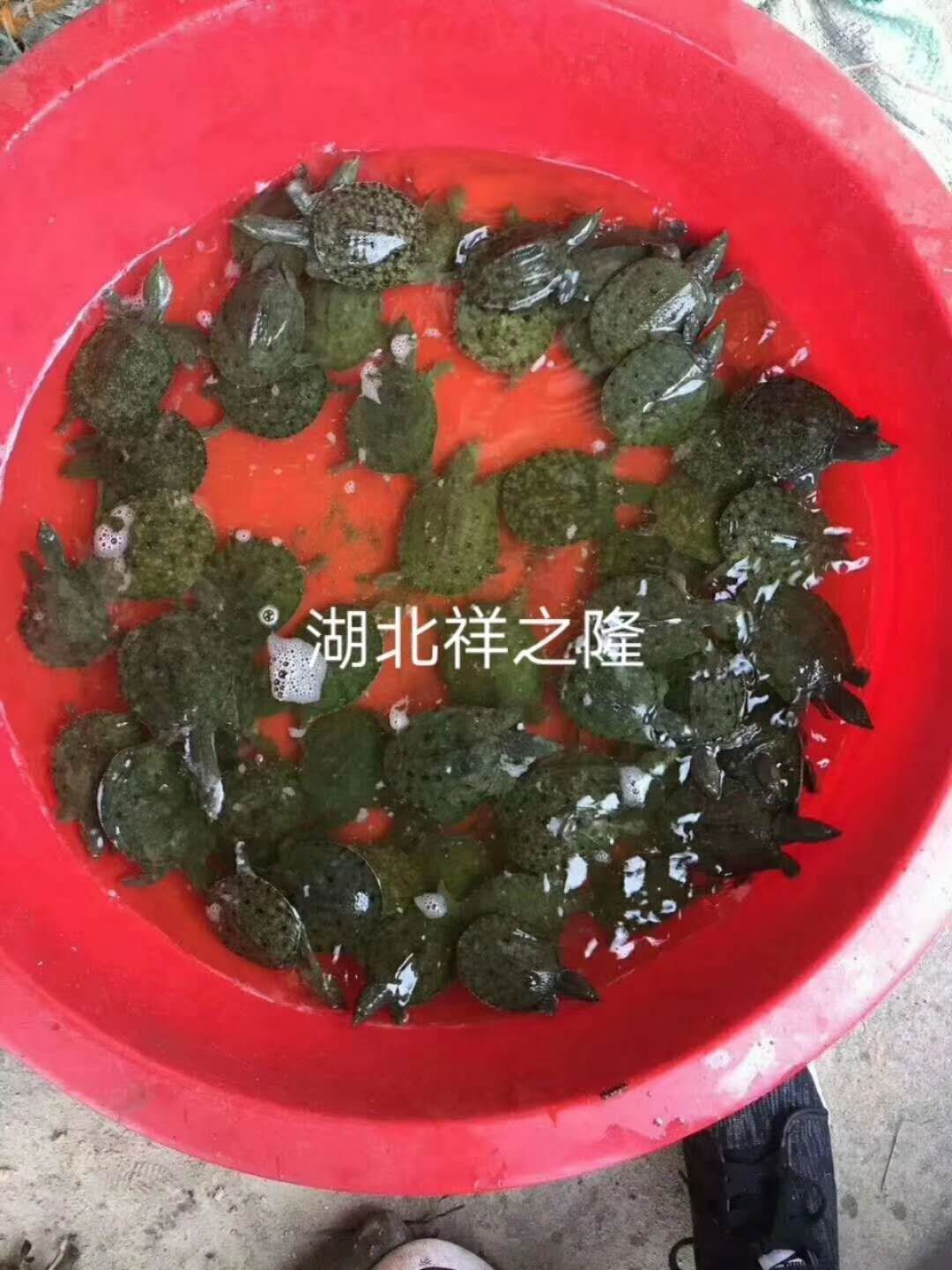 中华鳖苗 纯品种中华鳖种苗