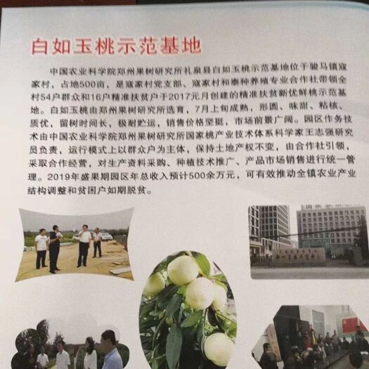 礼泉县白如玉 量大从优