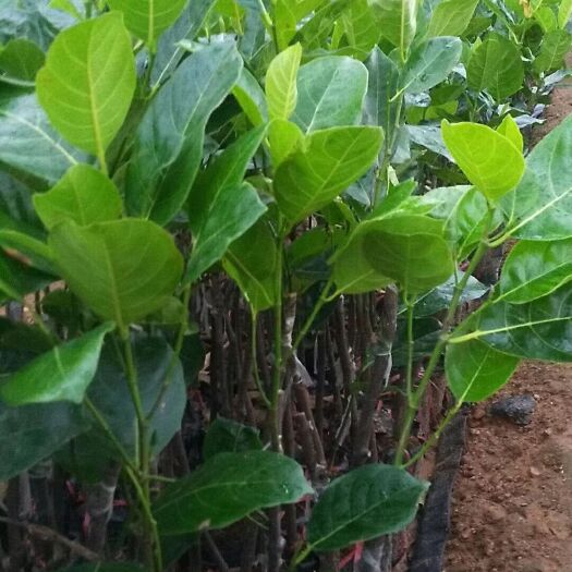 白沙县红肉菠萝蜜苗  泰国八号菠萝蜜苗