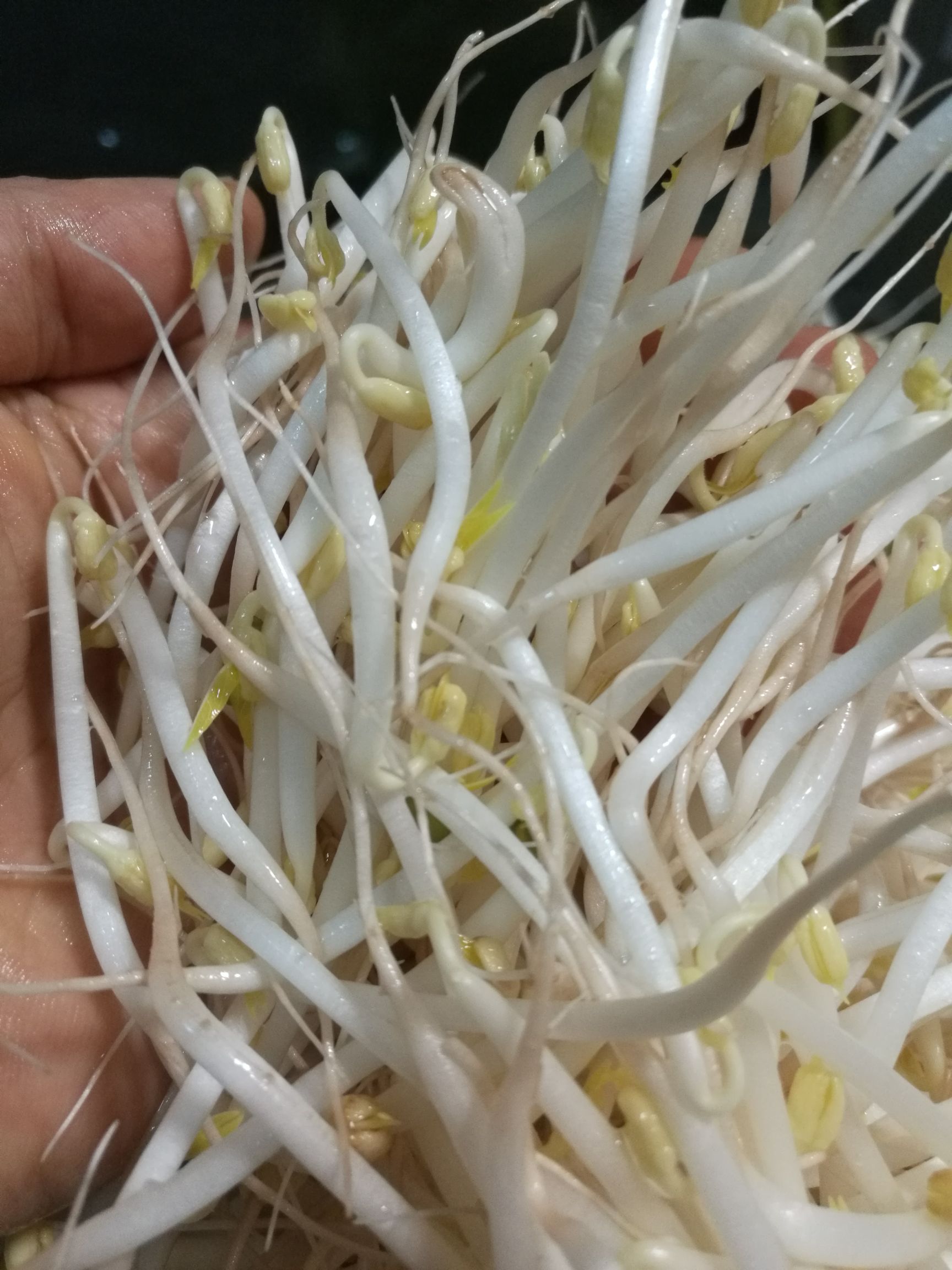古方豆芽绿豆芽有机种植