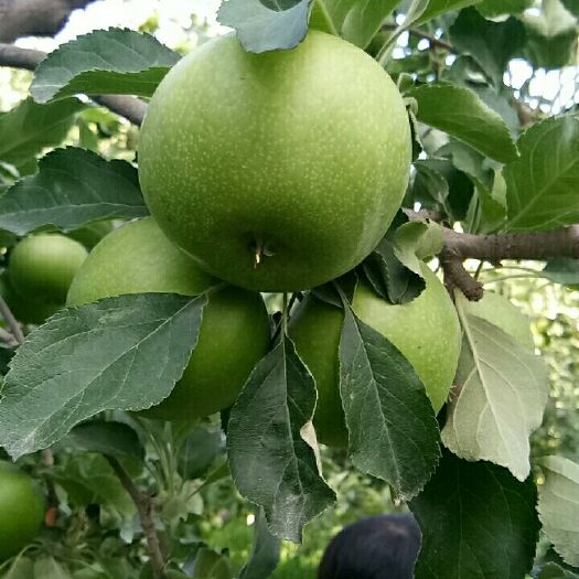 澳洲青苹果 澳洲青苹