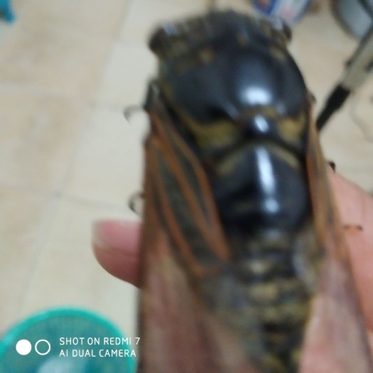 福州禾虫 这虫叫什么