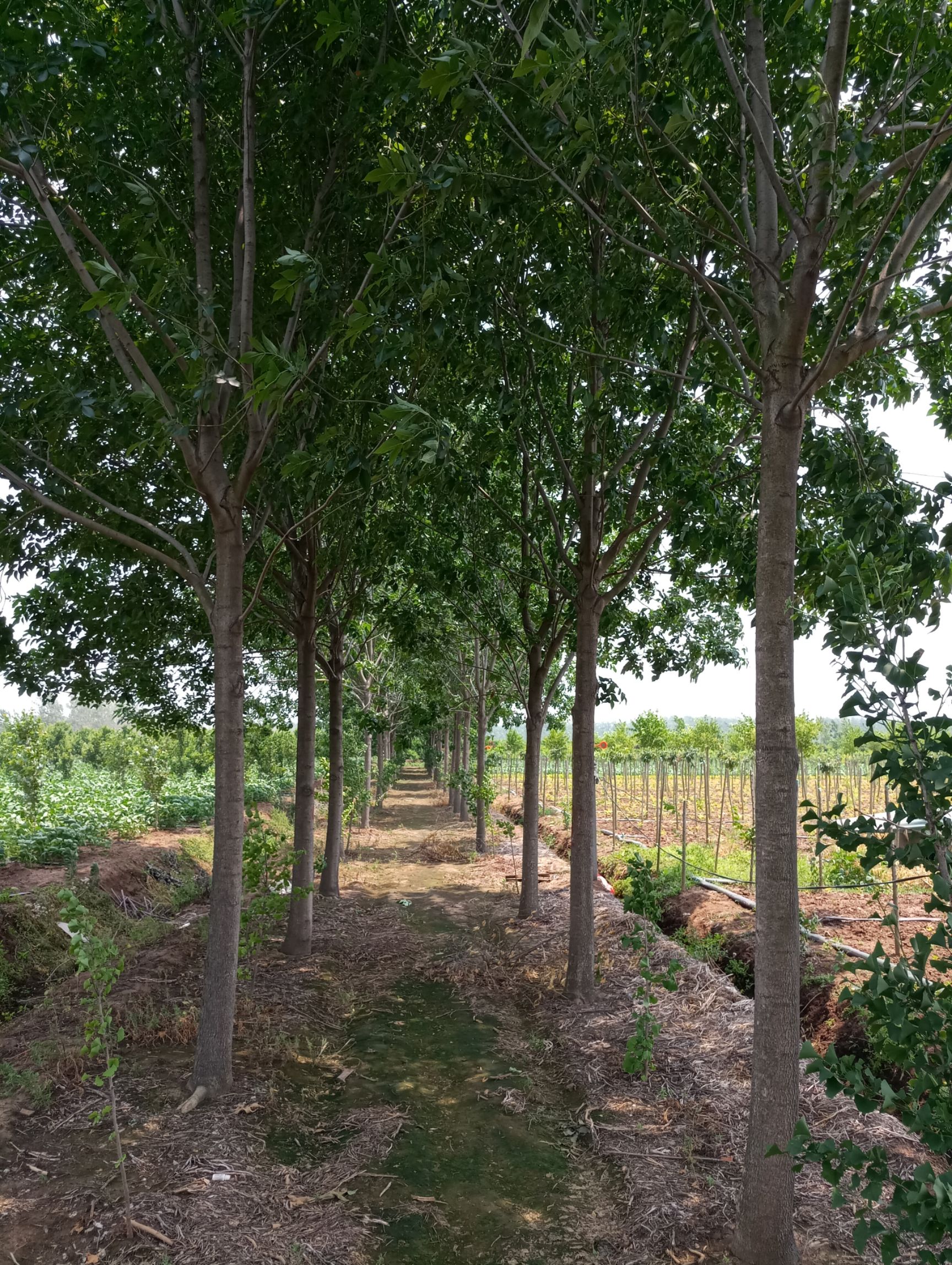 速生白蜡  白蜡树供应，5-15公分白蜡树价格