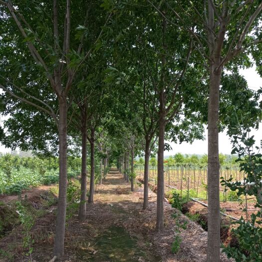 邳州市速生白蜡  白蜡树供应，5-15公分白蜡树价格