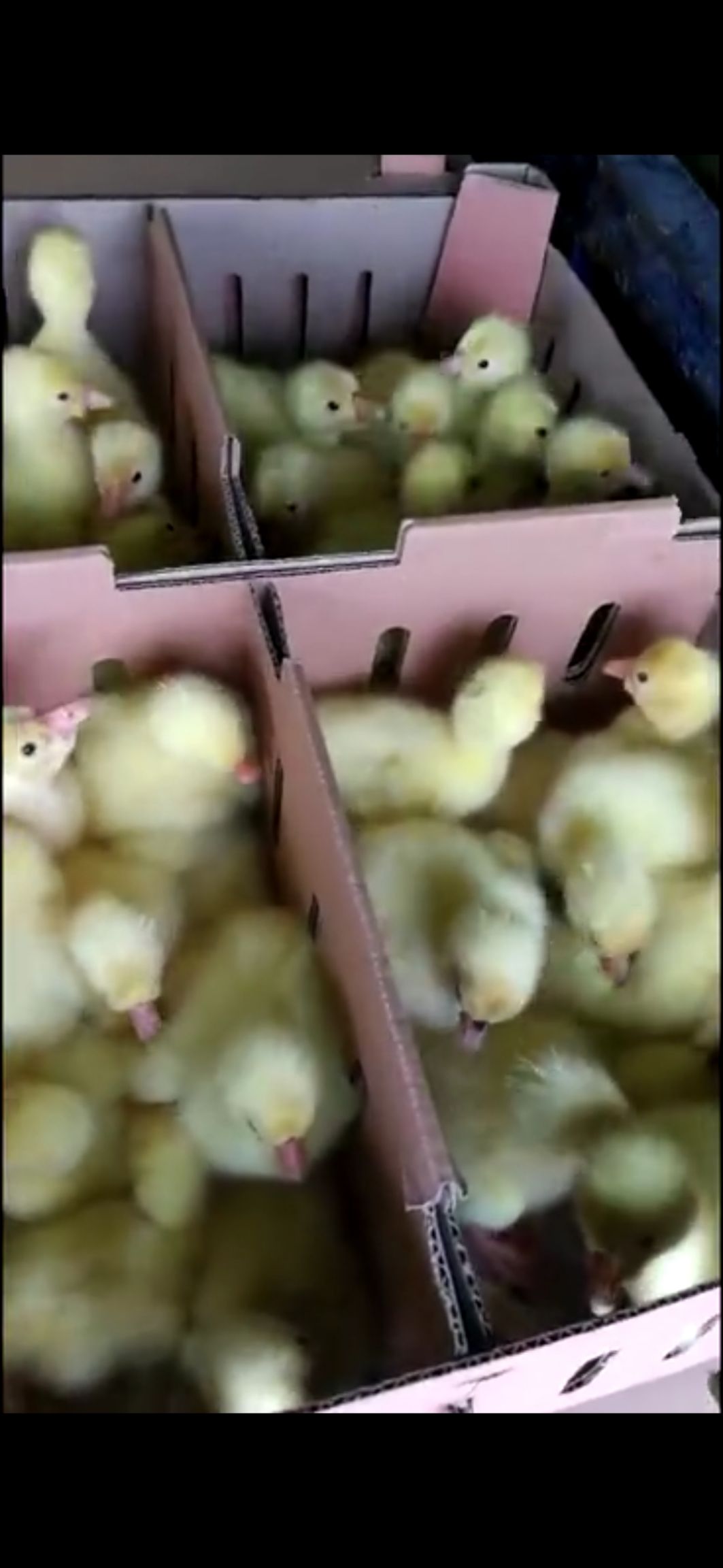  各种优质鹅苗出售包回收扶持免费搭建温棚