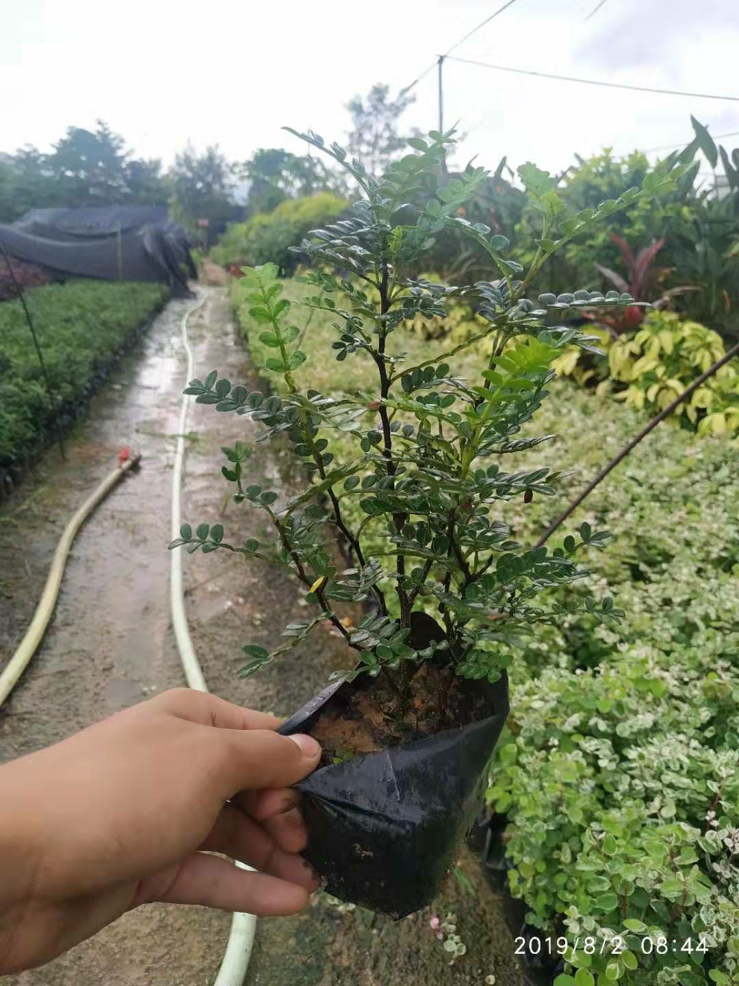 胡椒苗  胡椒木绿化地被