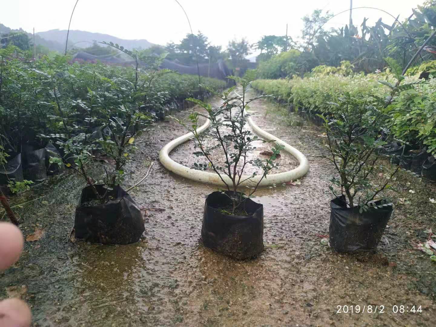 胡椒苗  胡椒木绿化地被