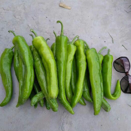 土左旗 自家种植30亩青椒30亩尖椒，品质优良