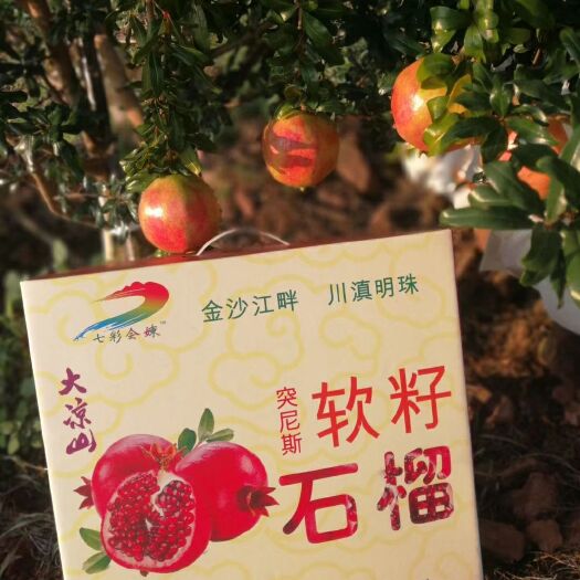 会东县 凉山农家自种，突尼斯软籽石榴