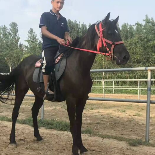 济南 马，骑乘马，矮马，景区用马，