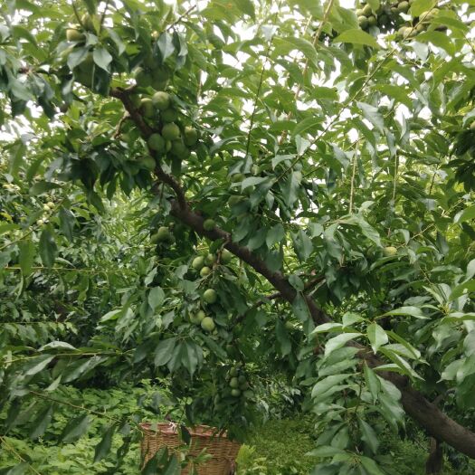 茂县 茂县青脆李上市中在海拔2000多米的高原果大肉厚味甜