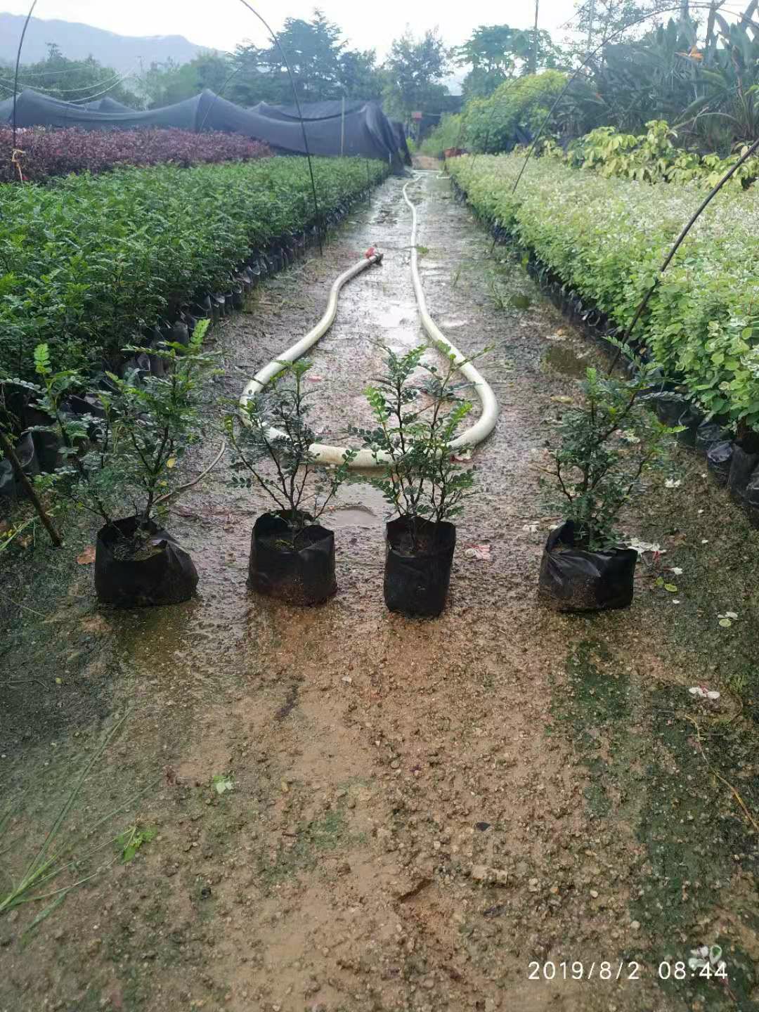 胡椒苗  胡椒木绿化地被
