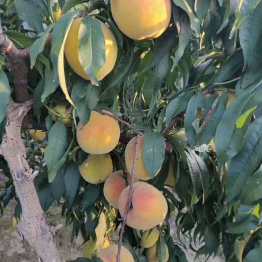 江陵县锦绣黄桃 大量批发