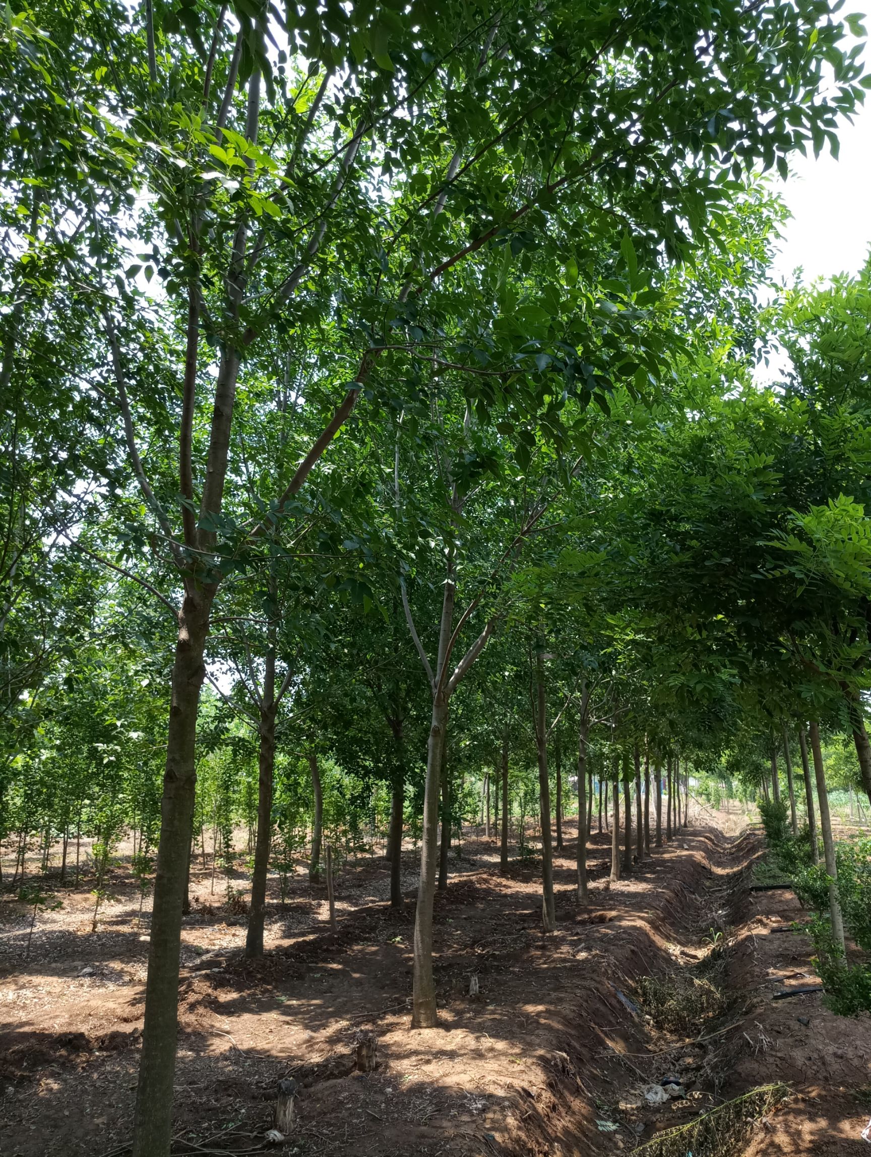 速生白蜡  白蜡树供应，5-15公分白蜡树价格