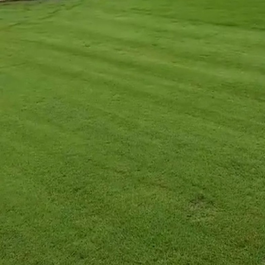 石家庄 优质剪股颖草坪
