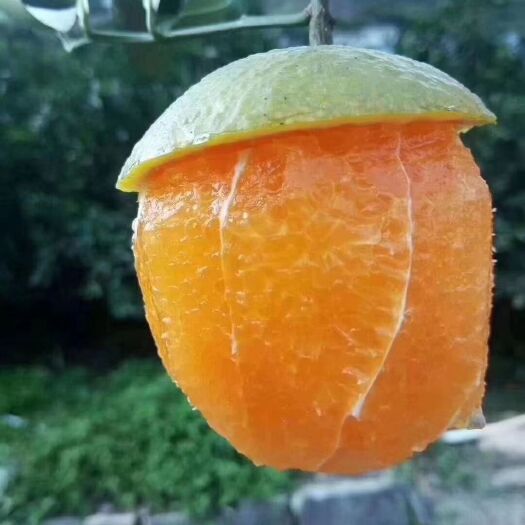  湖北宜昌秭归脐橙之乡，夏橙上市正当时，口感