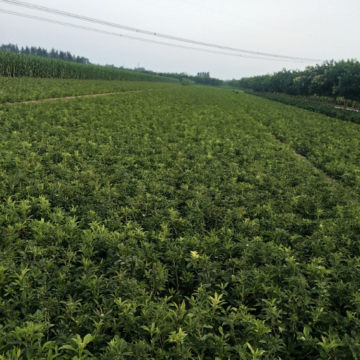 定州市白术种子 改良高产