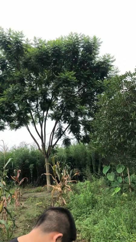 成都 成都蓝花楹基地直供