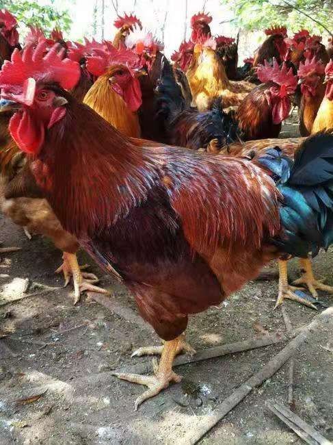 昆明九斤黄鸡苗 九斤黄红羽苗  疫苗包打 诚信经营