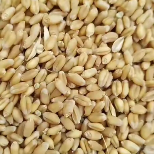 襄樊混合小麦  小麦玉米面粉麸皮