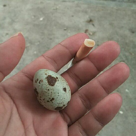 遂溪县黄羽鹌鹑蛋 黄羽鹌鹑孵化蛋