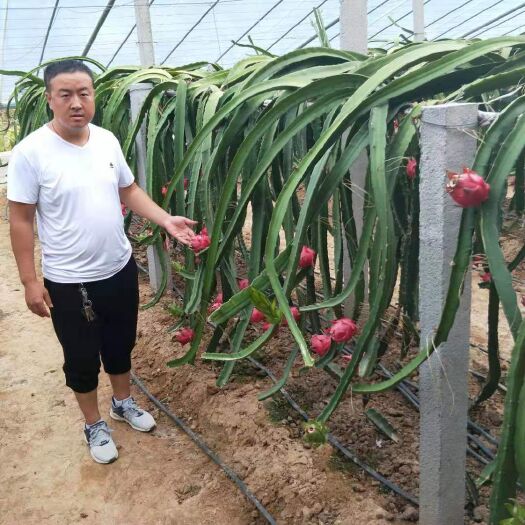  红心火龙果苗  京都一号  大红火龙果苗