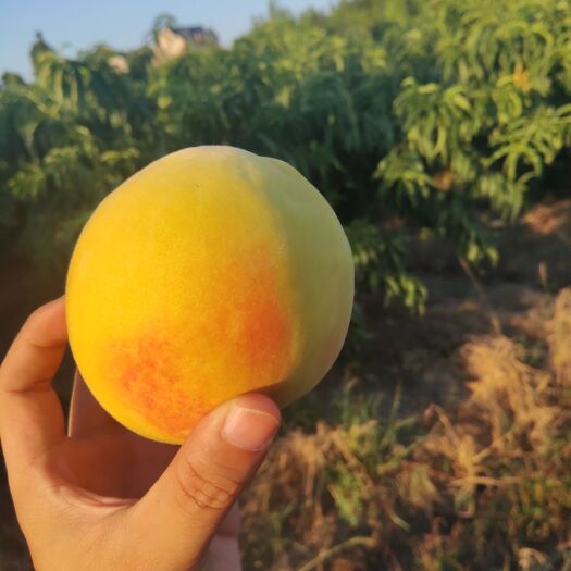 嘉善县 黄桃批发价