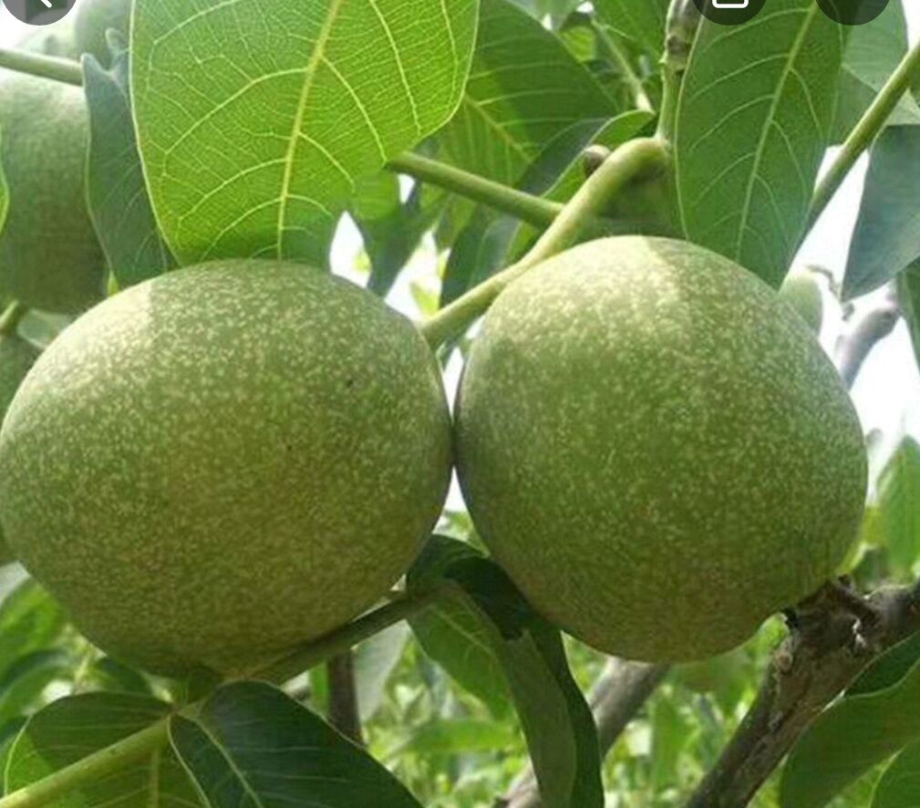 新鲜薄皮核桃，自产自销，九寨特产具有作用