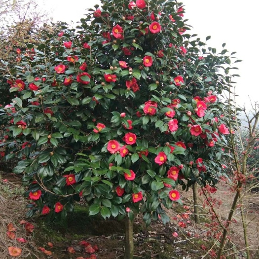 咸宁山茶花  红露珍茶花、七芯茶花。规格齐全，美化庭院，全场包邮