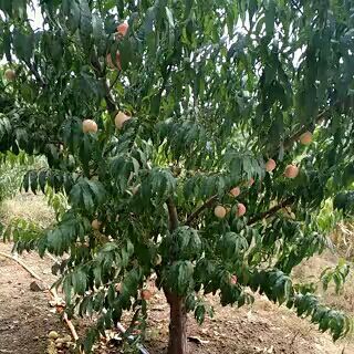沂水县金秋蜜桃 倍甜的金秋密，桃