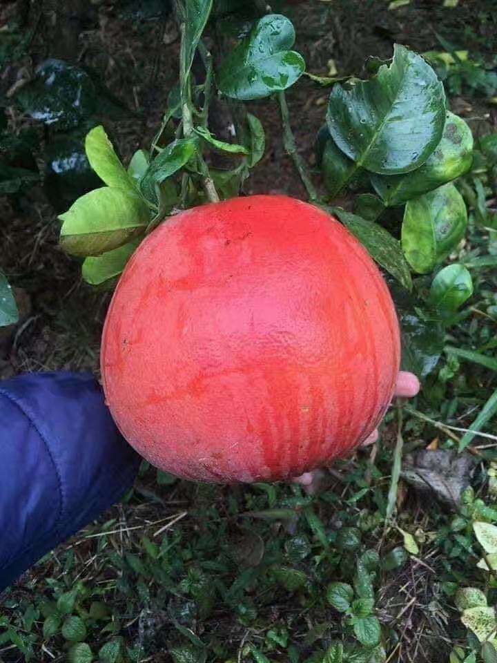 灵山县红宝石葡萄柚苗 泰国红宝石葡萄柚