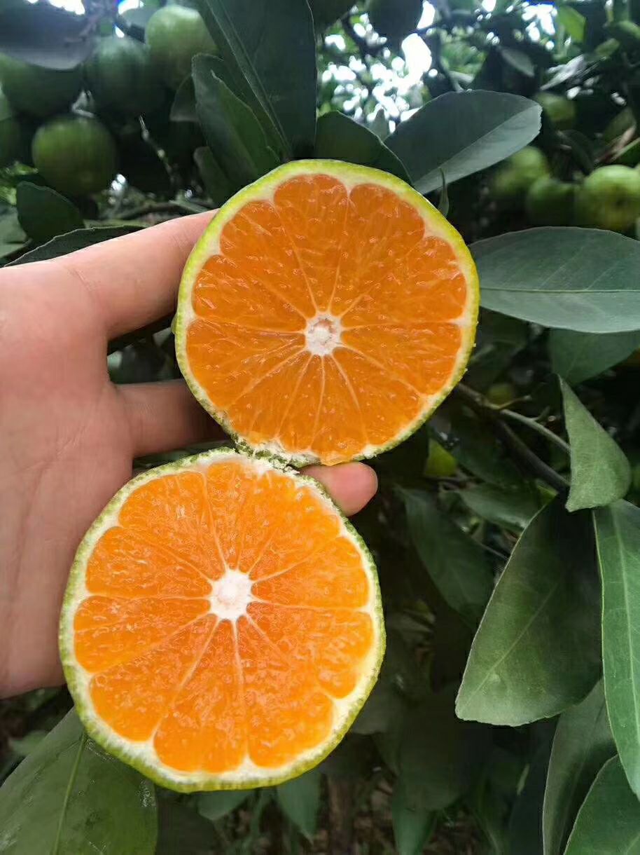  云南华宁蜜桔上市，支持一件代发