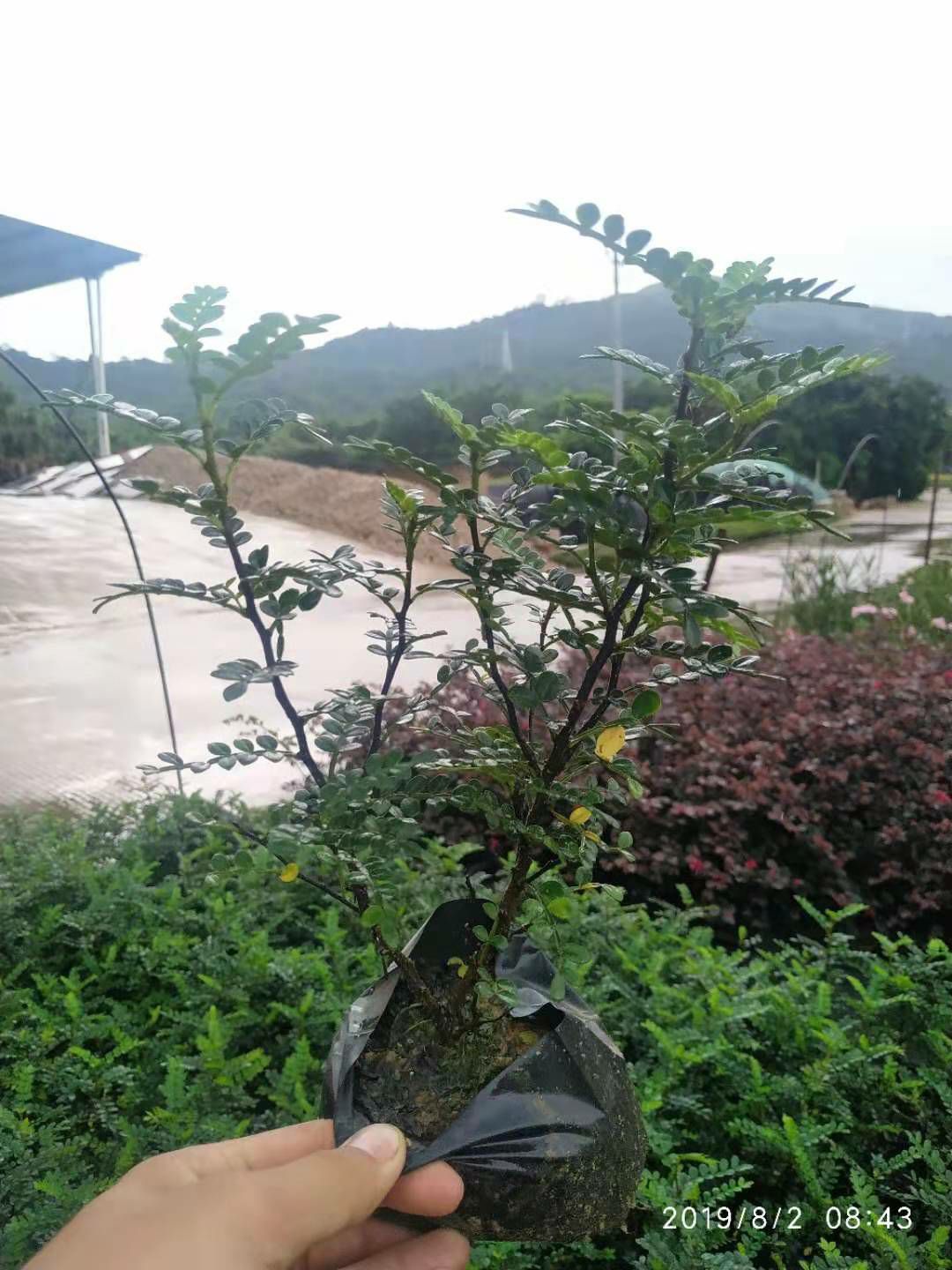 胡椒苗  胡椒木绿化地被