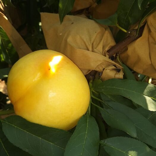 蒙阴县黄菊油桃 黄菊油