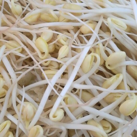 柳州古方豆芽黄豆芽有机种植