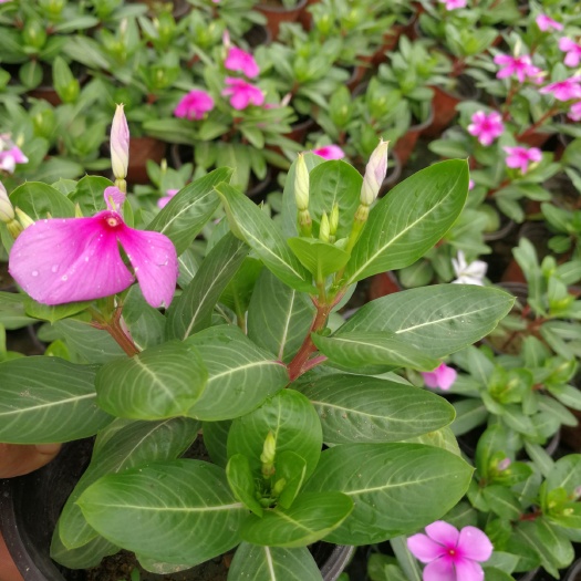 莒南县草花 双色盆长春花