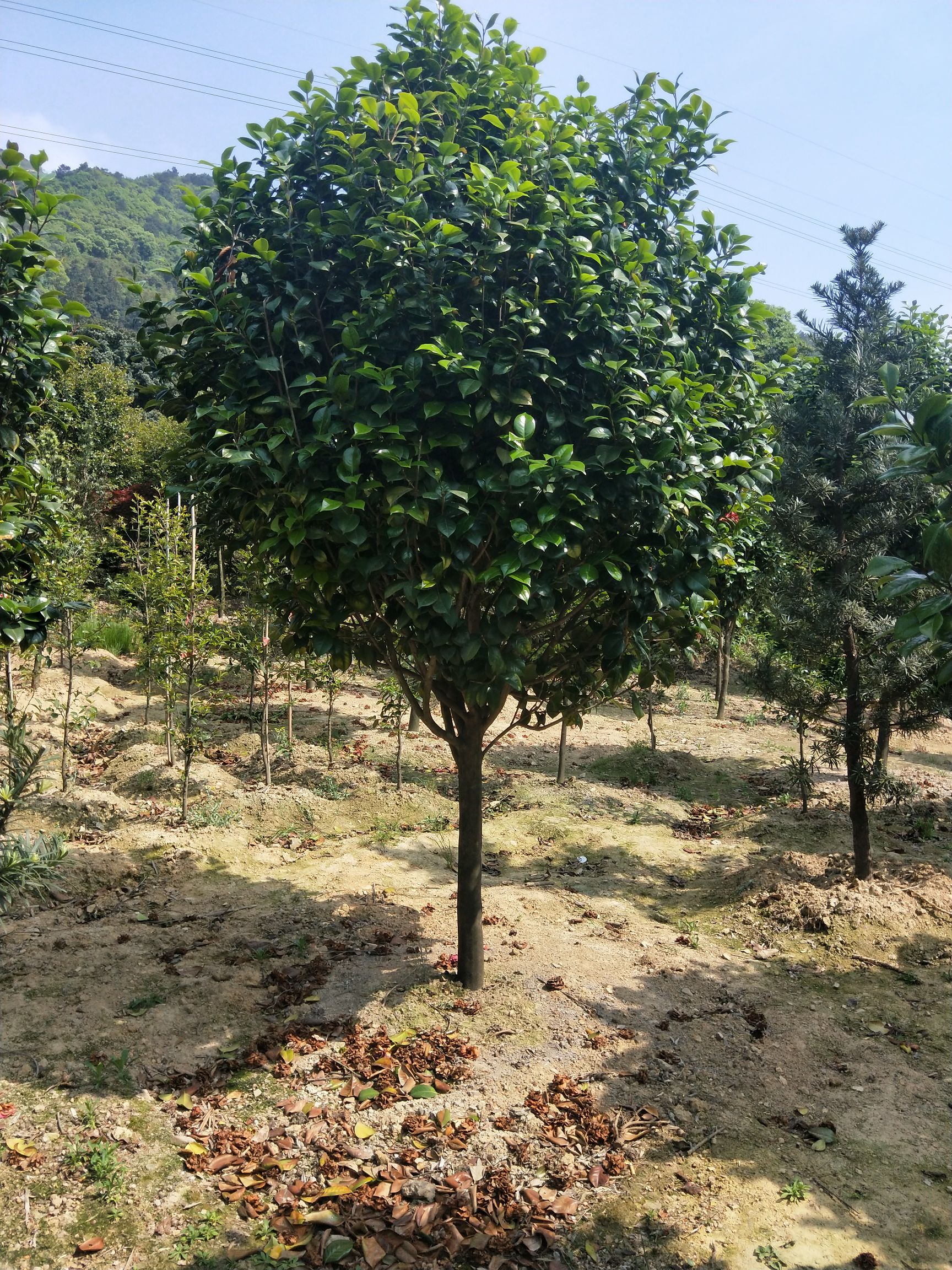 山茶花  红露珍茶花、七芯茶花。规格齐全，美化庭院，全场包邮